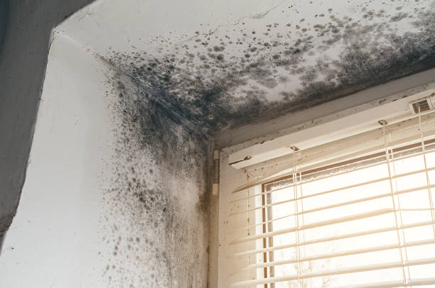 Affordable Mold Remediation solutions in Weston, NJ
